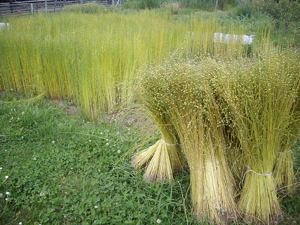 flax-in-the-field-large.jpg